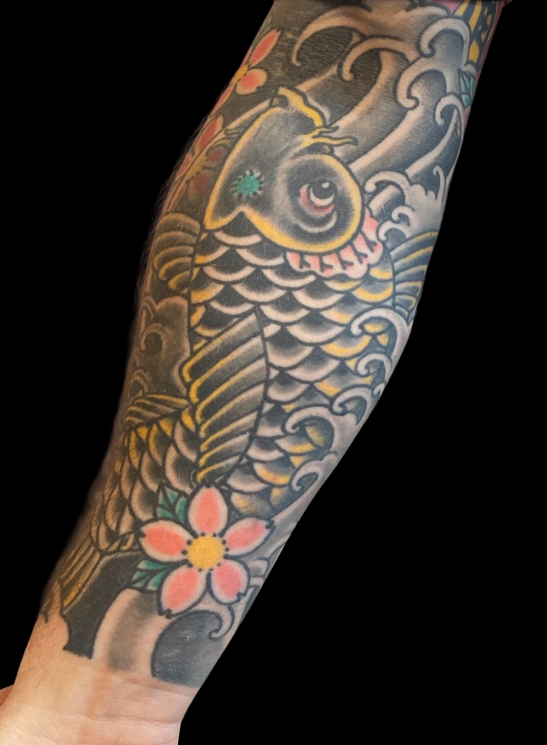 Colour Japanese koi and cherry blossom forearm tattoo on a solid black background